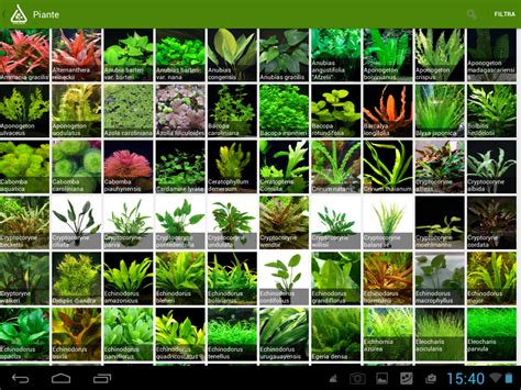 Aquascape Plants List