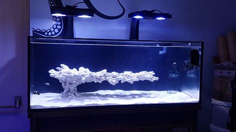 Aquascape Reef Tank
