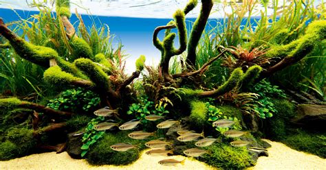 Aquascape Plants List