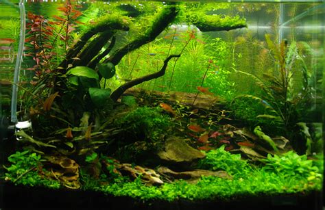 Aquascaping Tips