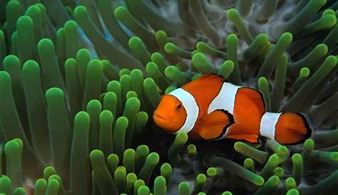 Free Images animal, underwater, seaweed, colorful, coral