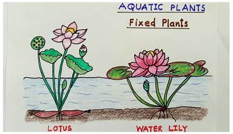 Aquatic Plants Drawing For Kids Underwater [Print] Watercolor Painting Art