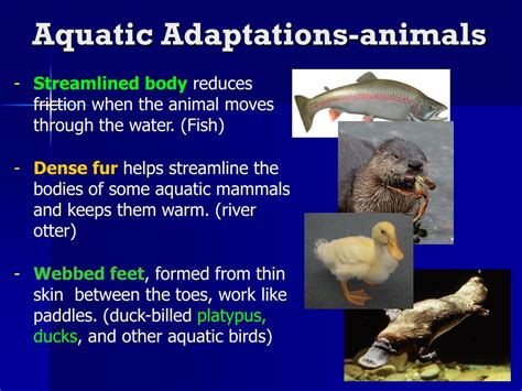 aquatic adaptation in mammals