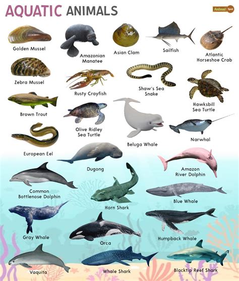 aquatic animals