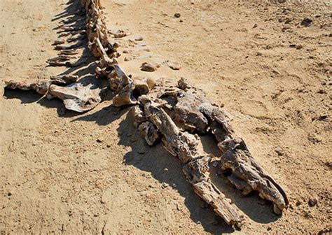 aquatic fossils found in the sahara desert