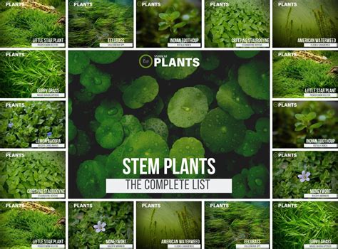 Aquatic Stem Plants List