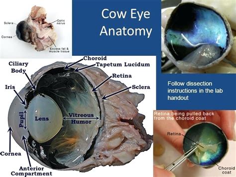 aqueous and vitreous humor labeled cow eye