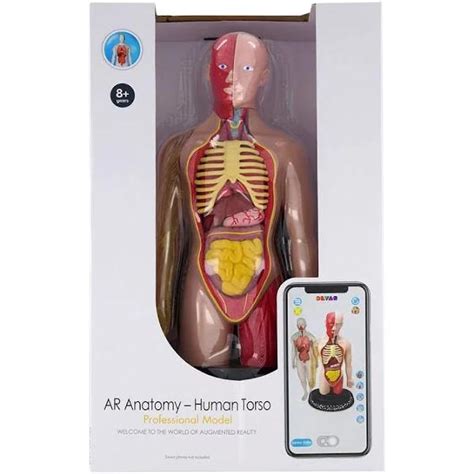 Ar Anatomy Human Torso