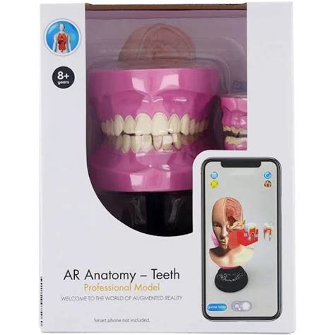 Ar Anatomy Teeth