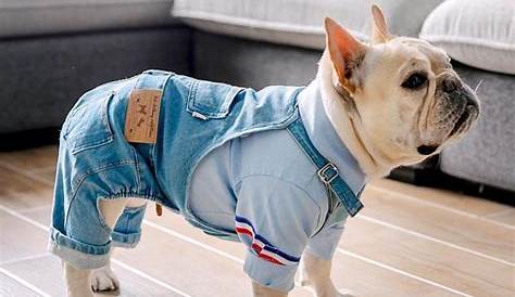 Arab Clothing For Dogs