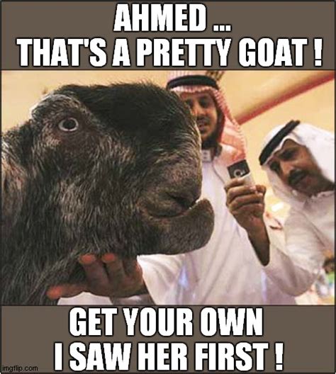 arab man with goat meme
