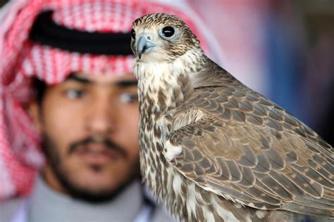 arabian falcon saudi arabia
