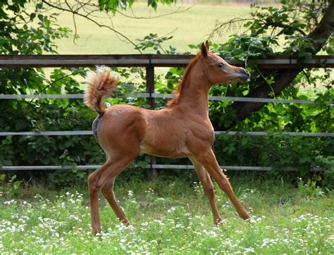 arabian horses for sale in colorado