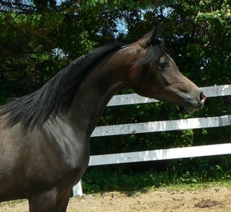 arabian horses for sale in maine