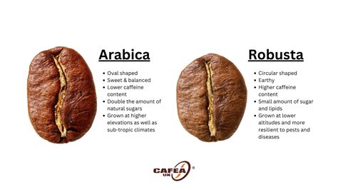 arabica
