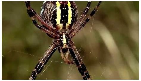 Arañas De Jardin Colombia Idées Fantastiques