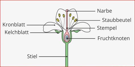 25 Neu Arbeitsblätter Ernährung Kostenlos
