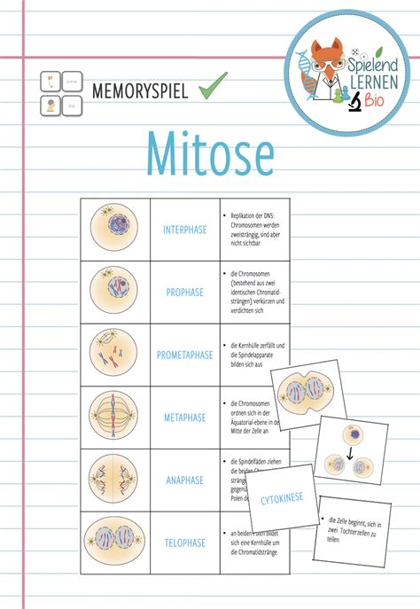 Ms. Friedman's Biology Class Mitosis Worksheet