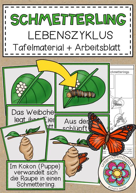 Schmetterling Sachunterricht & Biologie Grundschule Unterrichtsmaterial (Tafelbild