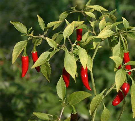 arbol chile pepper