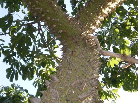 Arboles Con Espinas