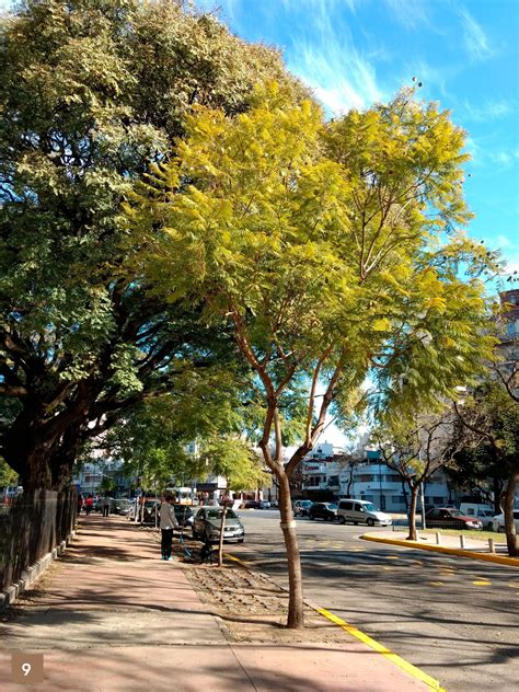 arboles nativos de argentina