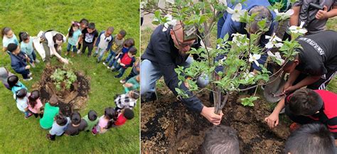 arbor day customs and traditions