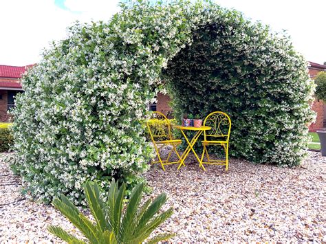 Arbor For Jasmine
