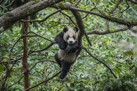 Arboreal Animals Panda