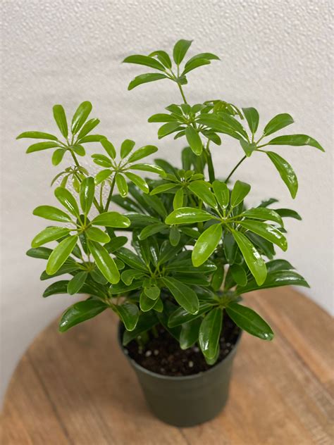 arboricola hawaiian schefflera plant