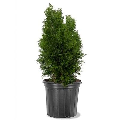 Arborvitae Tree Lowes