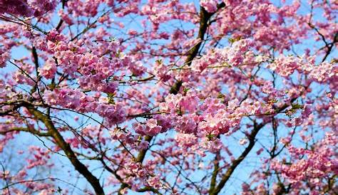 Arbre A Fleur Rose Japonais Weeping Cherry Blossoms rbol De Durazno rboles En Flor Flor De Cerezo