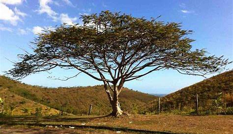 Arbre Bois Noir Nouvelle Caledonie Les Derniers Des bouchon, s Préhistoriques LNC