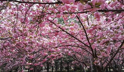 Arbre De Chine Rose Fleurs Cerisier Japonais Fait à La