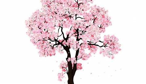 Arbre Japonais Rose Dessin Branche D Une Floraison Cerise Isole Sur Fond Blanc Fleur De Cerisier Tatouage Cerisier