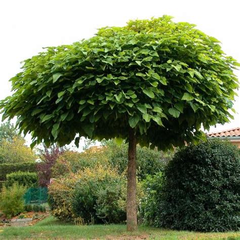 Arbre boule persistant fleur de passion