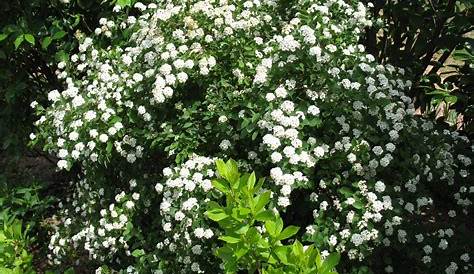 Arbuste Petite Fleur Blanche Spiraea Arguta Spiree Spiree