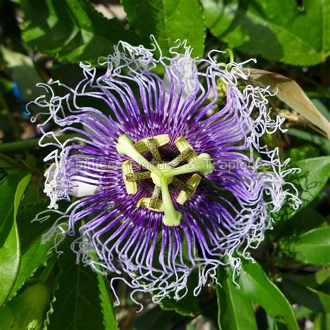 arbuste fruit de la passion