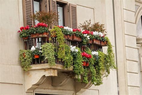 Arbustos Para Balcones