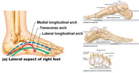 Understanding the Arch of Foot: Causes and Relief Options