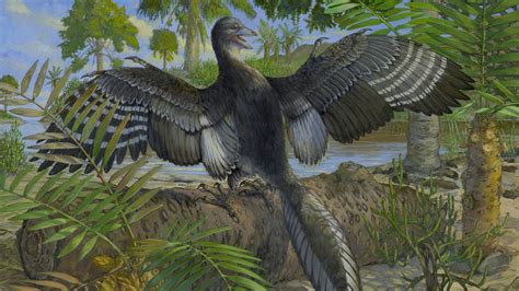 Archaeopteryx Sp