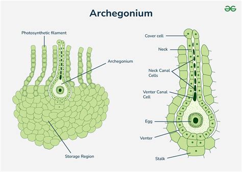 5 Facts About Archegonium