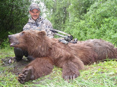 archery brown bear hunts alaska