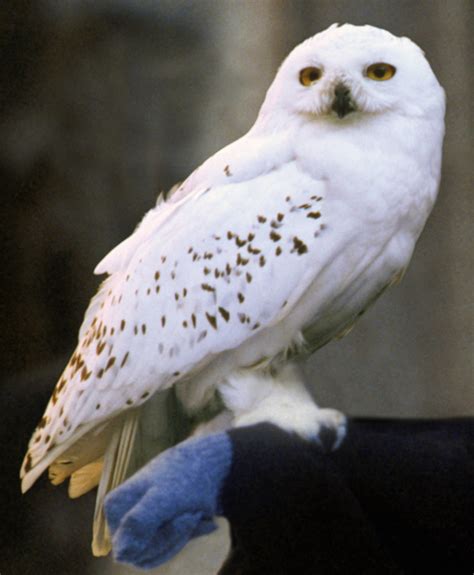 archive owl harry potter