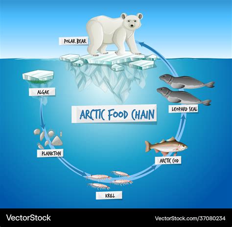 arctic animal food chain