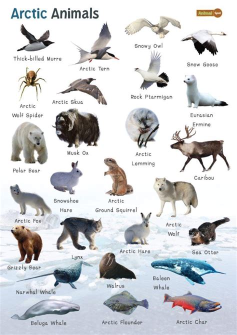 arctic animals