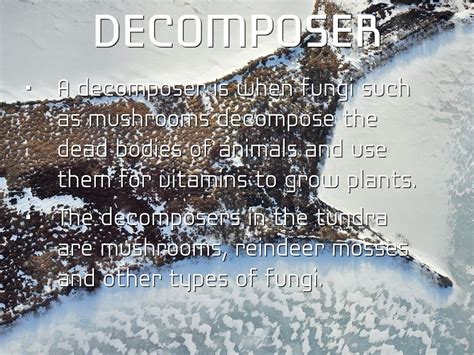 arctic decomposers