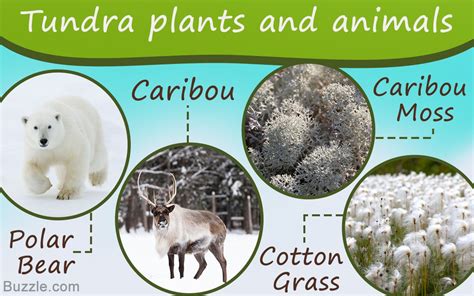 Arctic Plants Adaptations Plants BC