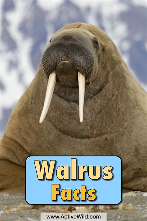 arctic walrus facts for kids