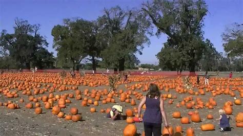 ardenwood farms pumpkin patch